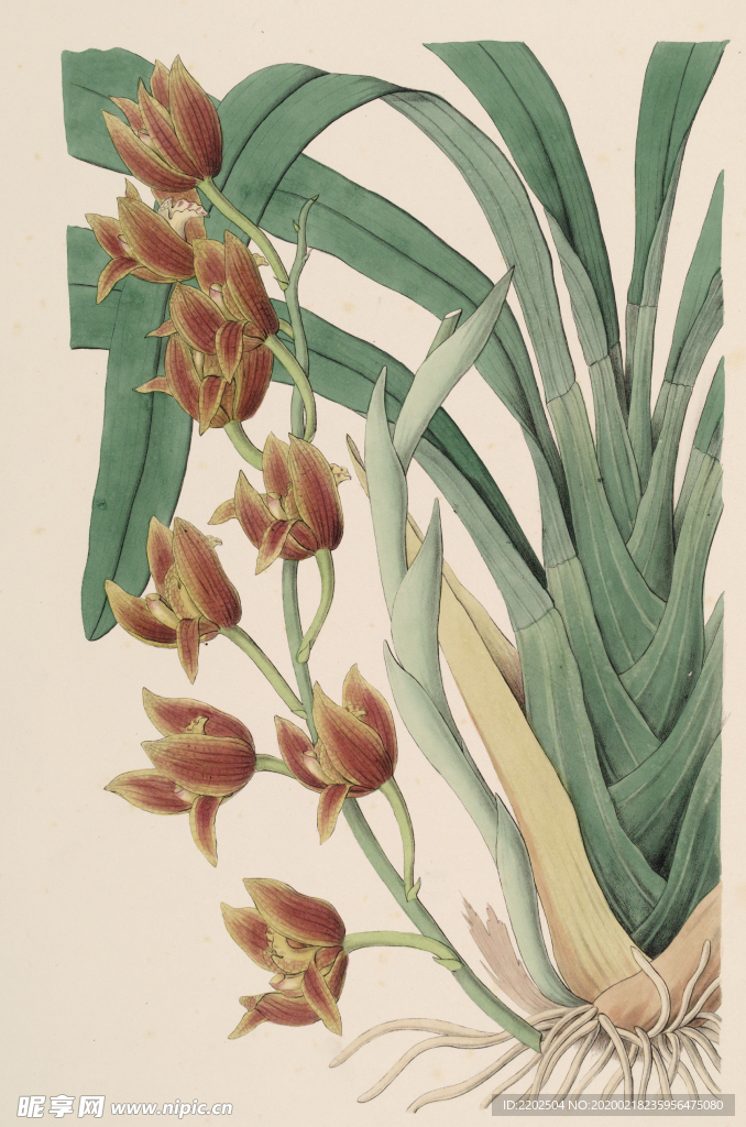 手绘插画 花卉装饰画 花草图谱