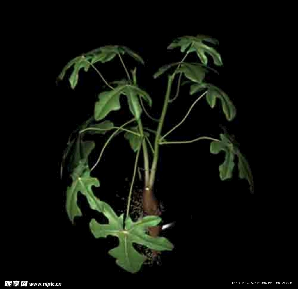 花草模型 植物模型 花卉模型