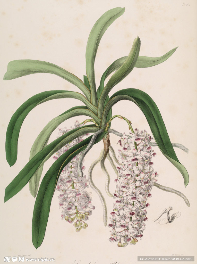 手绘插画 花卉装饰画 花草图谱