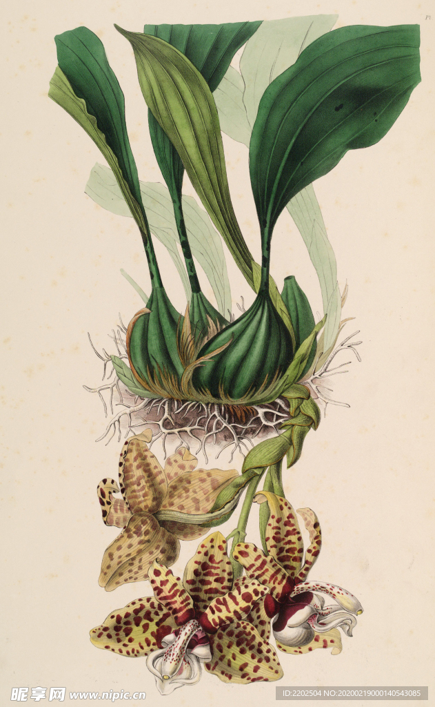 手绘插画 花卉装饰画 花草图谱