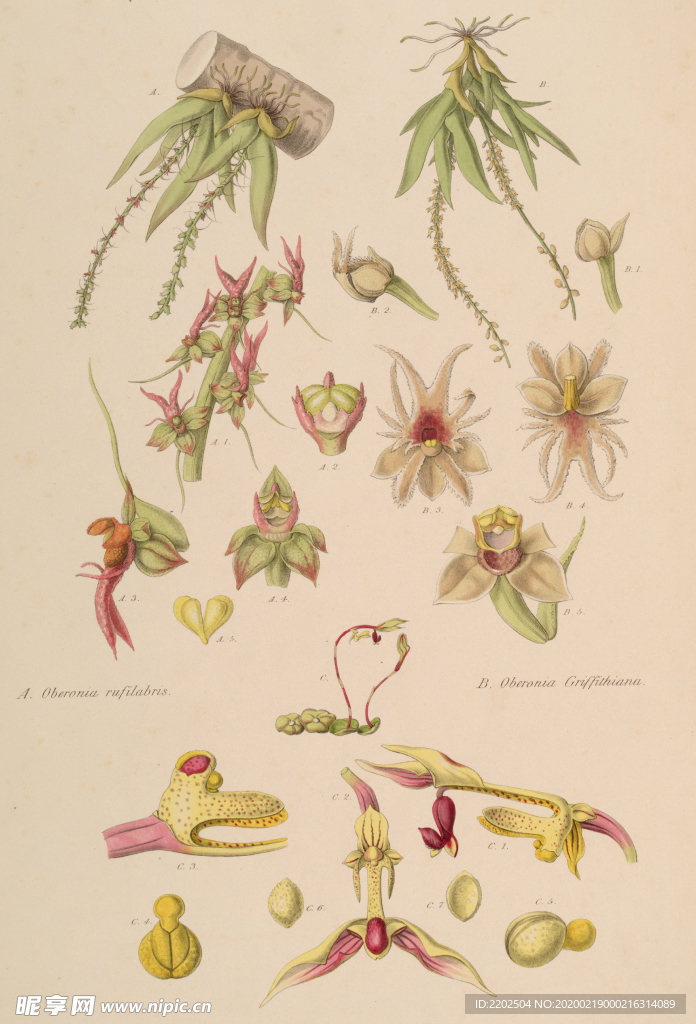 手绘插画 花卉装饰画 花草图谱