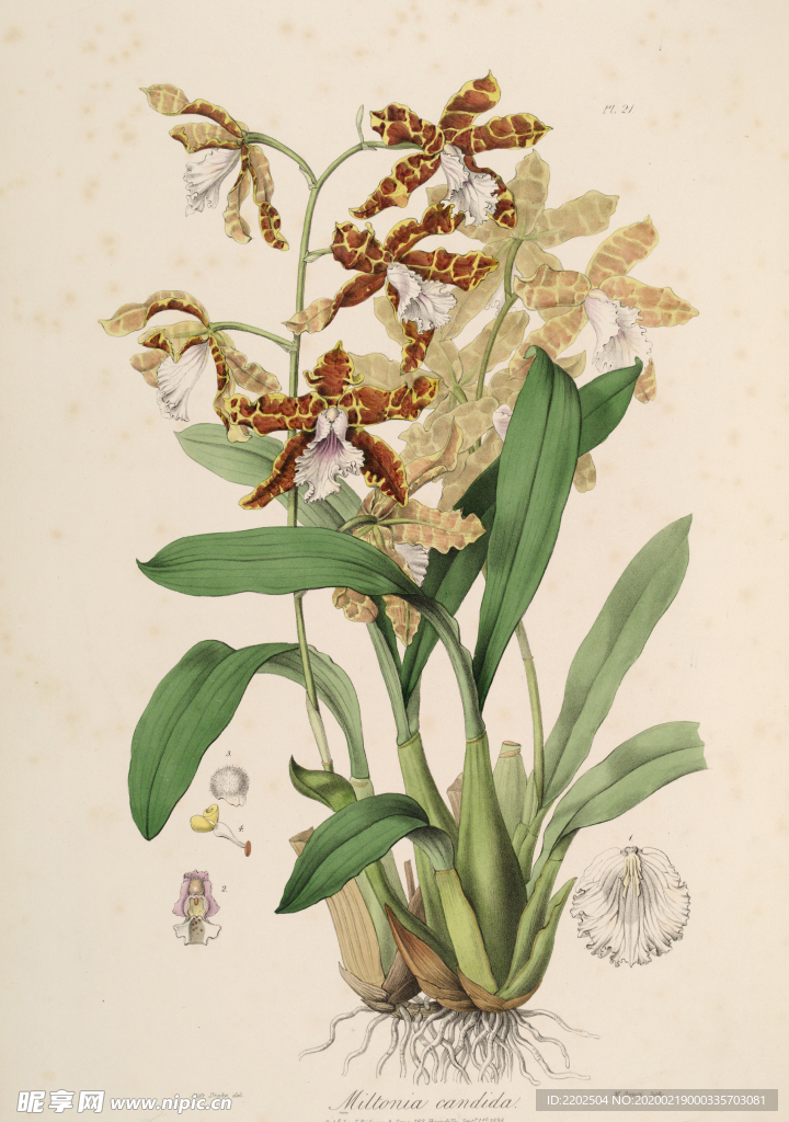 手绘插画 花卉装饰画 花草图谱