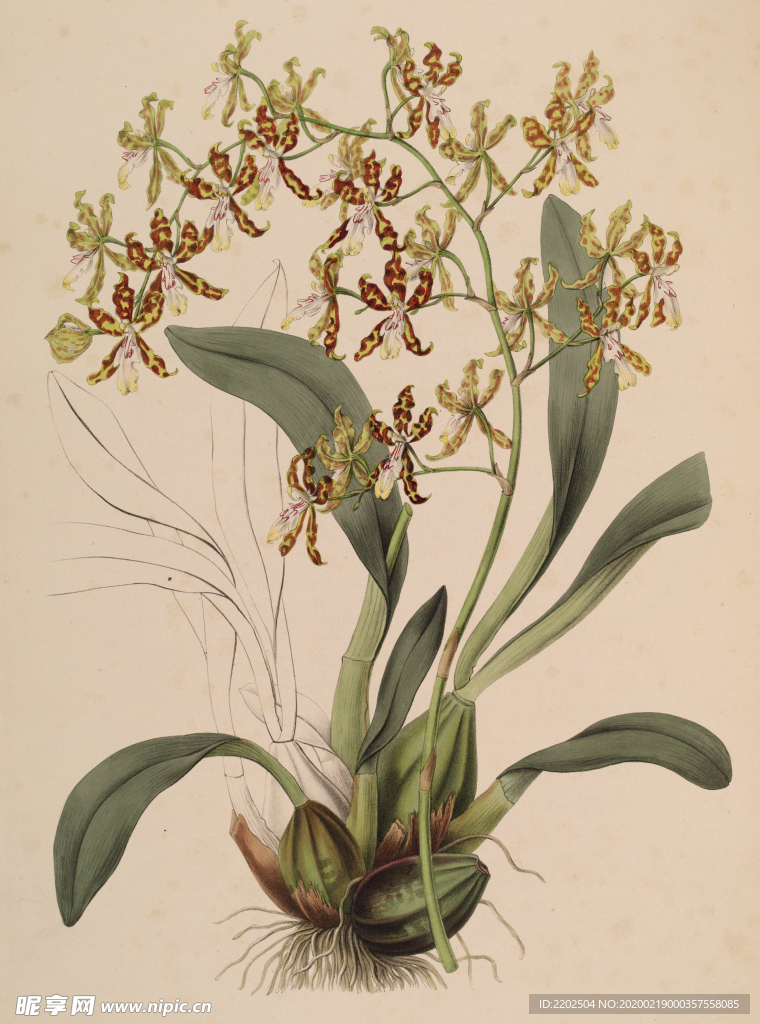 手绘插画 花卉装饰画 花草图谱