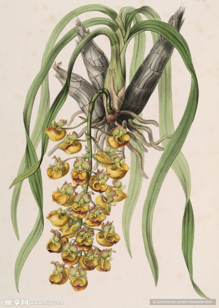 手绘插画 花卉装饰画 花草图谱