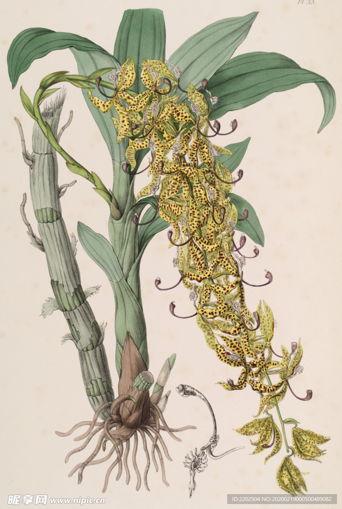 手绘插画 花卉装饰画 花草图谱