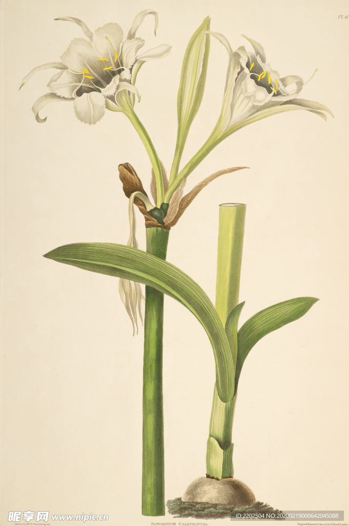 手绘插画 花卉装饰画 花草图谱