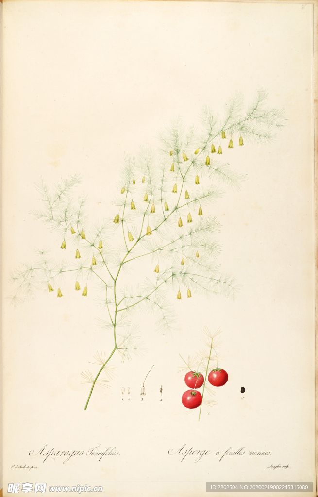 手绘插画 花卉装饰画 花草图谱