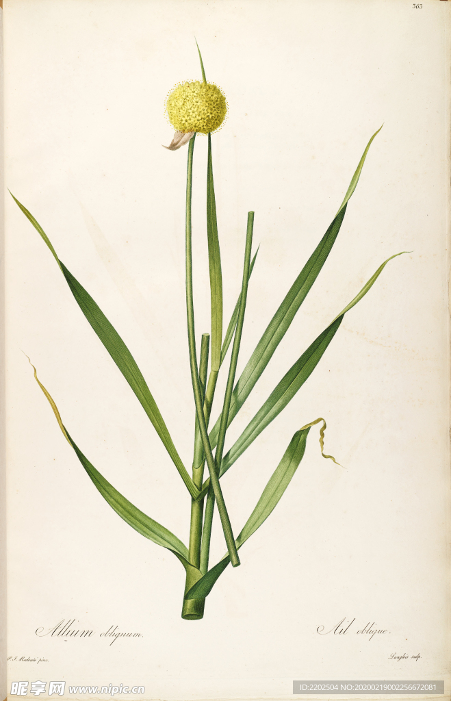 手绘插画 花卉装饰画 花草图谱