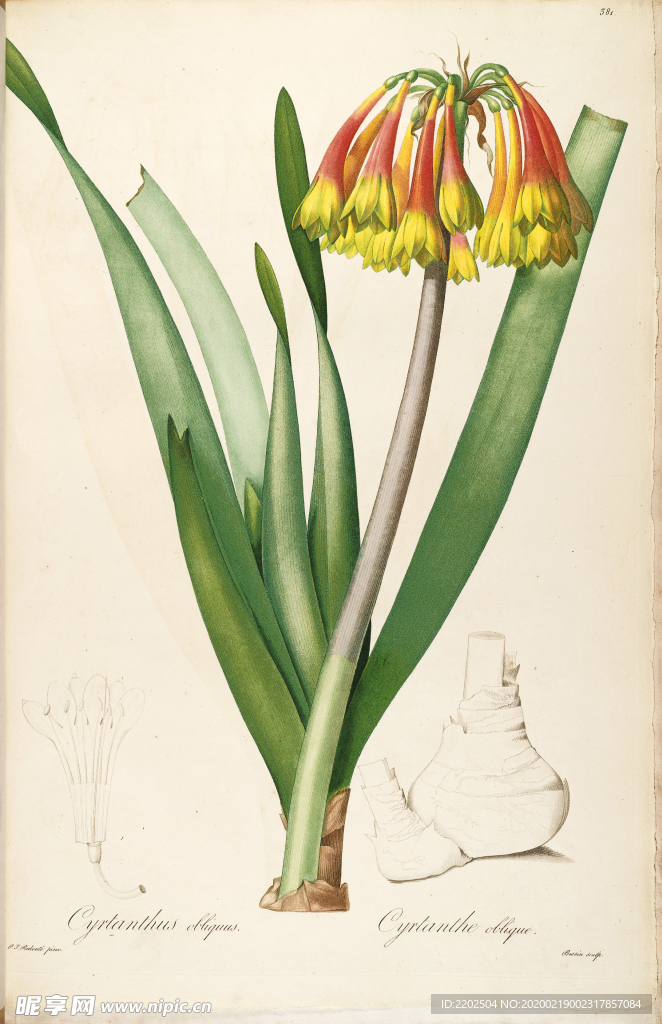 手绘插画 花卉装饰画 花草图谱