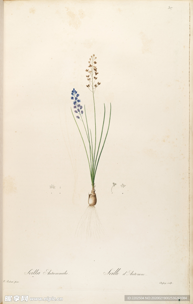 手绘插画 花卉装饰画 花草图谱