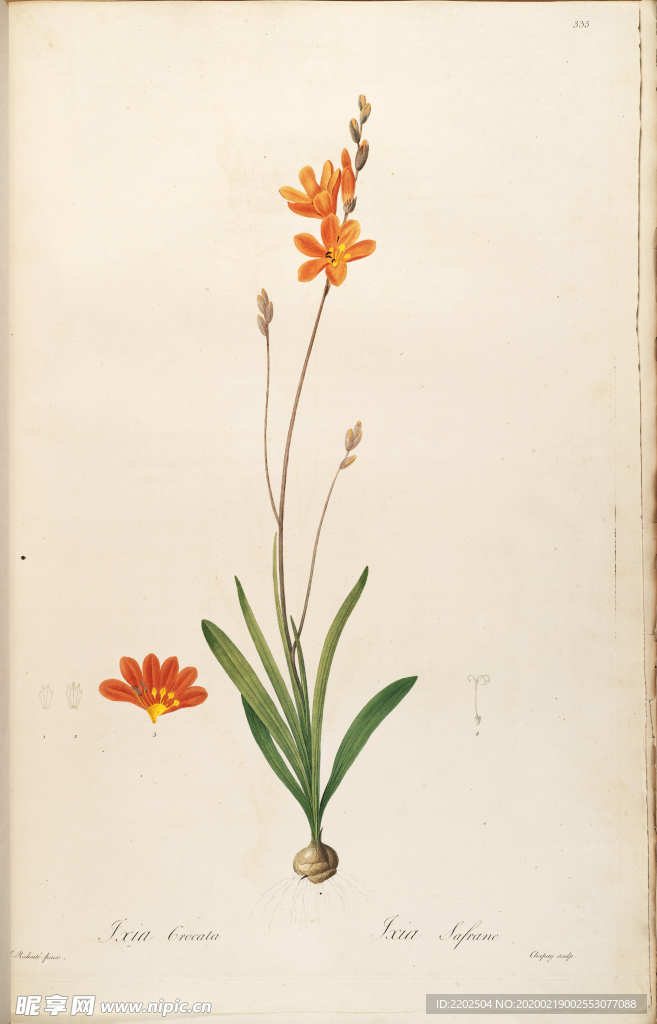 手绘插画 花卉装饰画 花草图谱