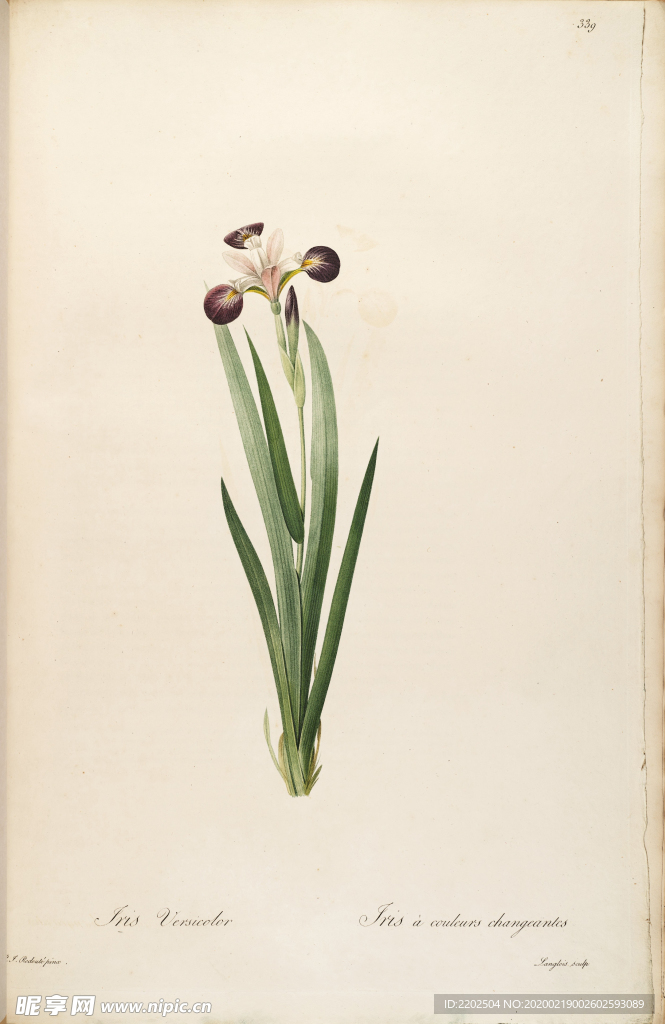 手绘插画 花卉装饰画 花草图谱