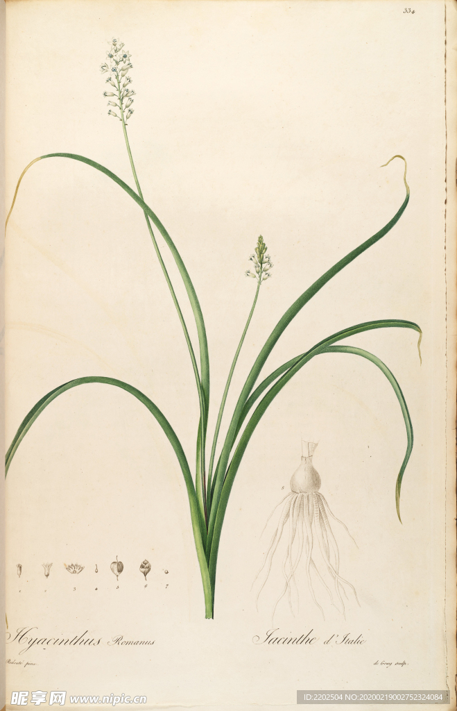 手绘插画 花卉装饰画 花草图谱