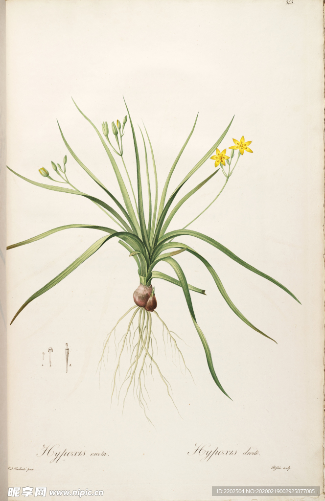 手绘插画 花卉装饰画 花草图谱