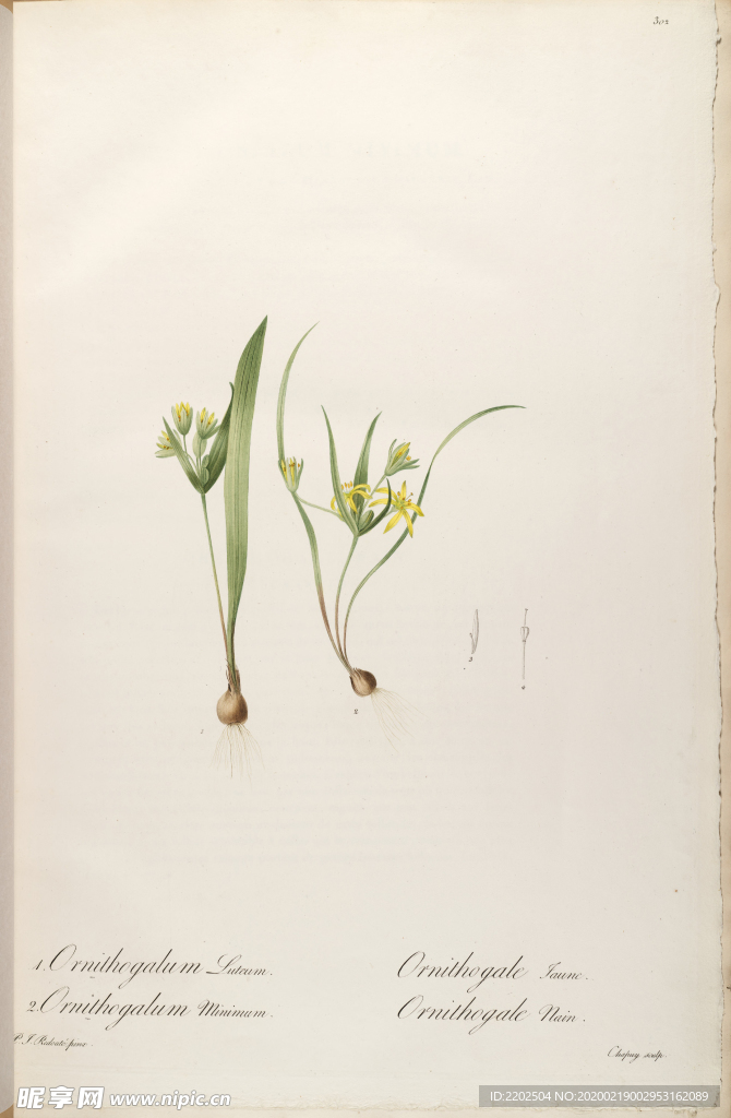 手绘插画 花卉装饰画 花草图谱