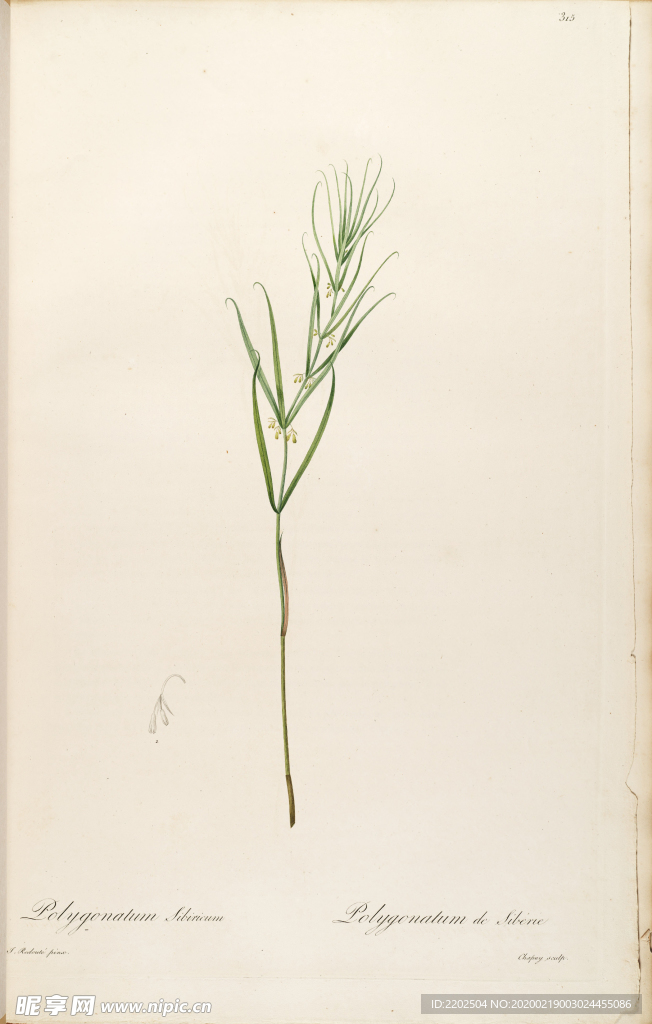 手绘插画 花卉装饰画 花草图谱