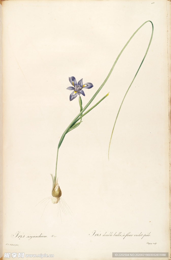 手绘插画 花卉装饰画 花草图谱