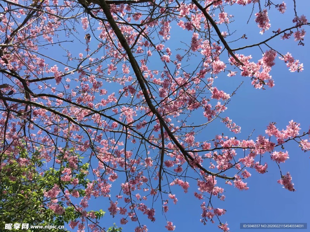 蓝天下的樱花