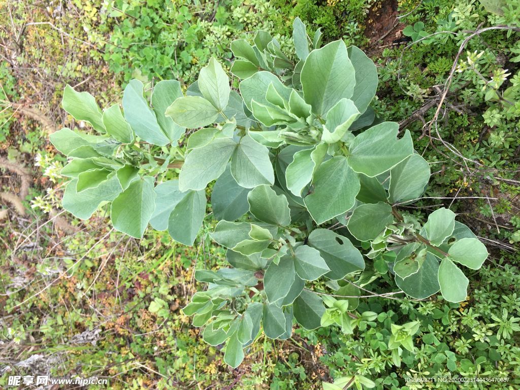 蚕豆 豆苗  花 花朵 野花