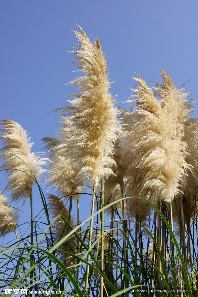 一大簇的芦苇花
