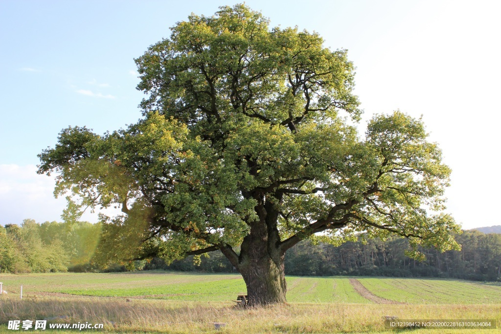 郁郁葱葱的橡树