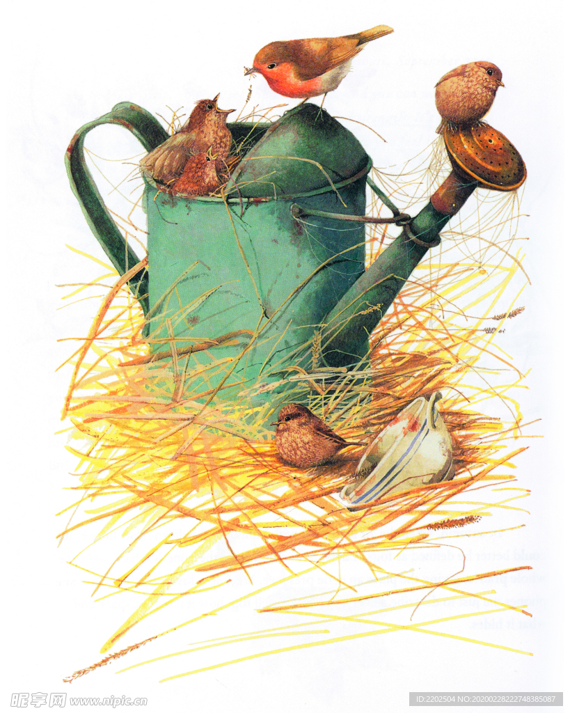 花鸟手绘插画鸟类图鉴花鸟图谱