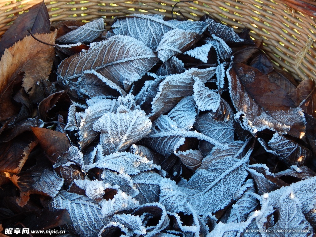 冬季冰挂植物摄影美图