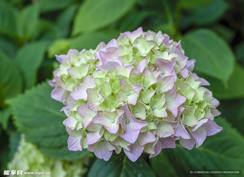 绣球花摄影美图