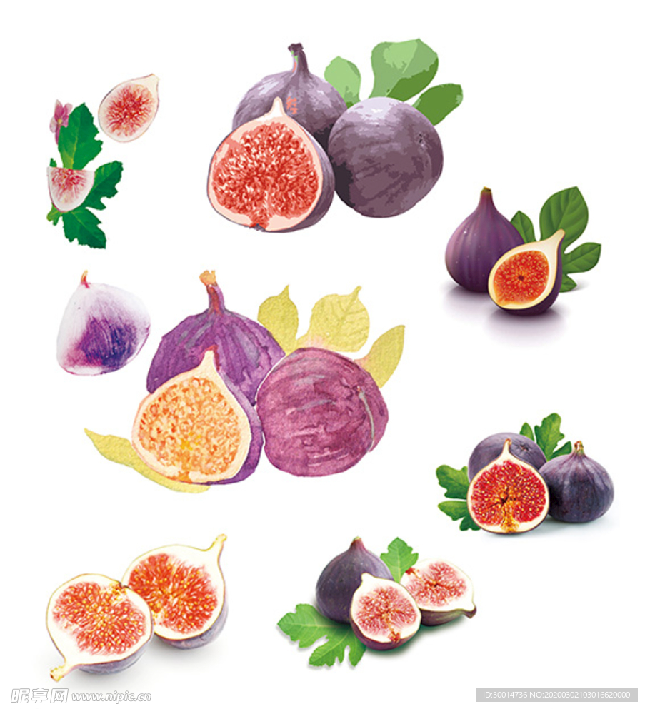 无花果免扣素材