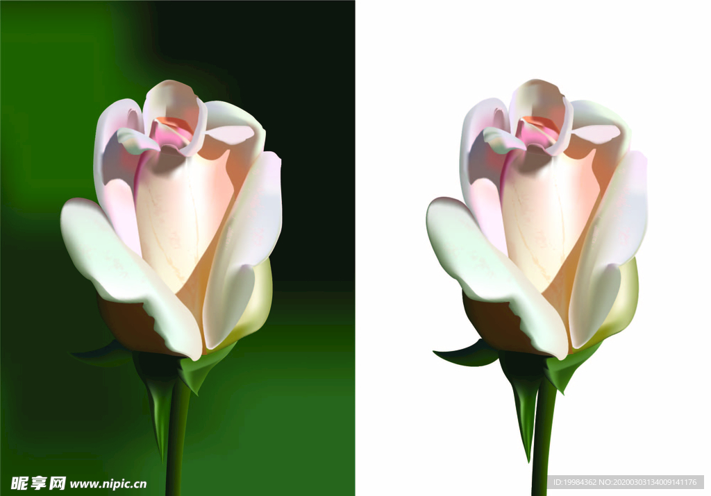 矢量鲜花素材 花朵花卉