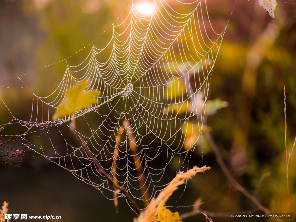 罗网蜘蛛图片