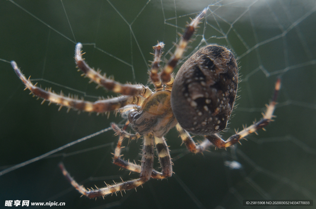 罗网蜘蛛图片