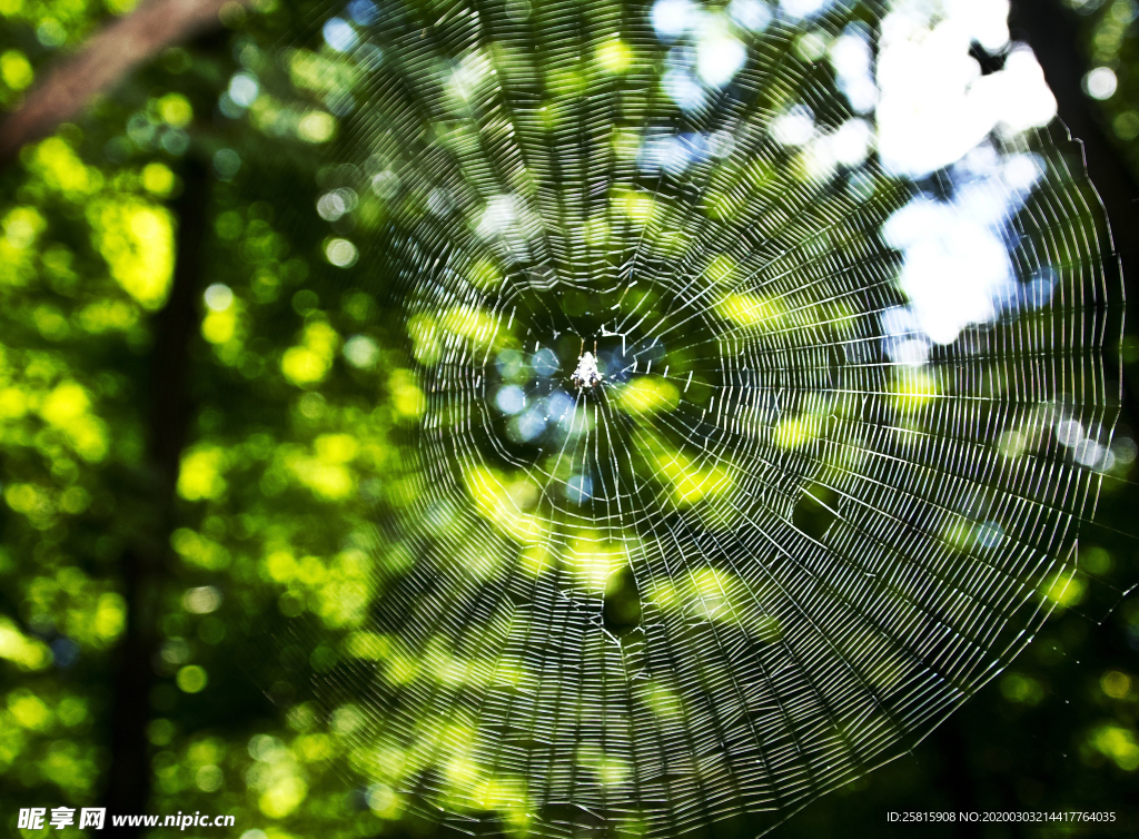 罗网蜘蛛图片