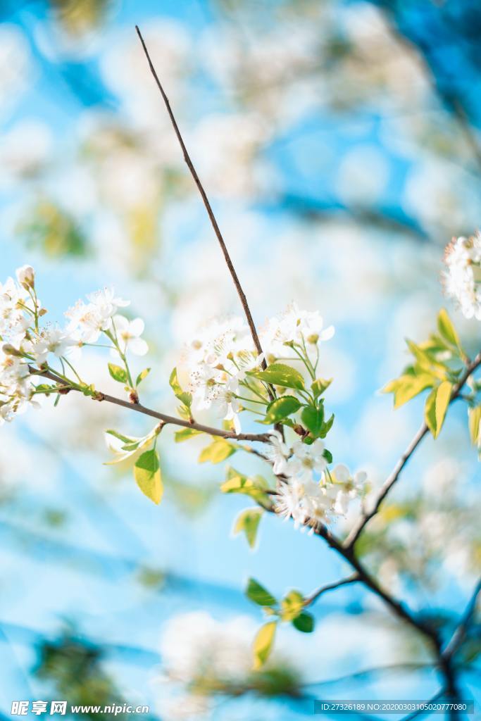 樱花 春天 立春 春分