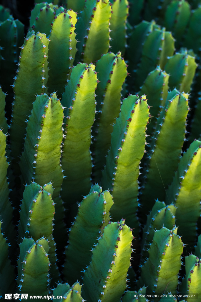 仙人掌仙人掌花图片