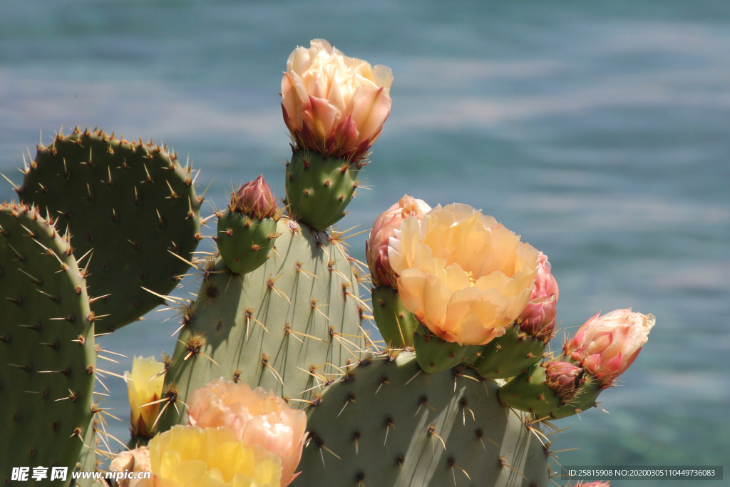 仙人掌仙人掌花图片