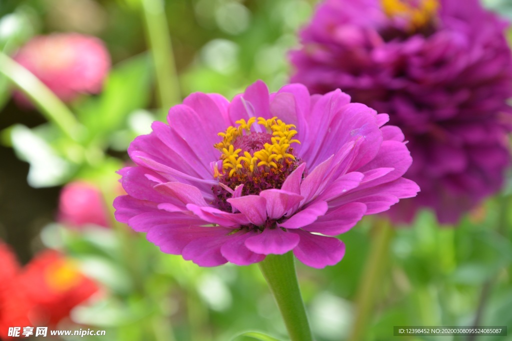 美丽的百日草鲜花摄影美图