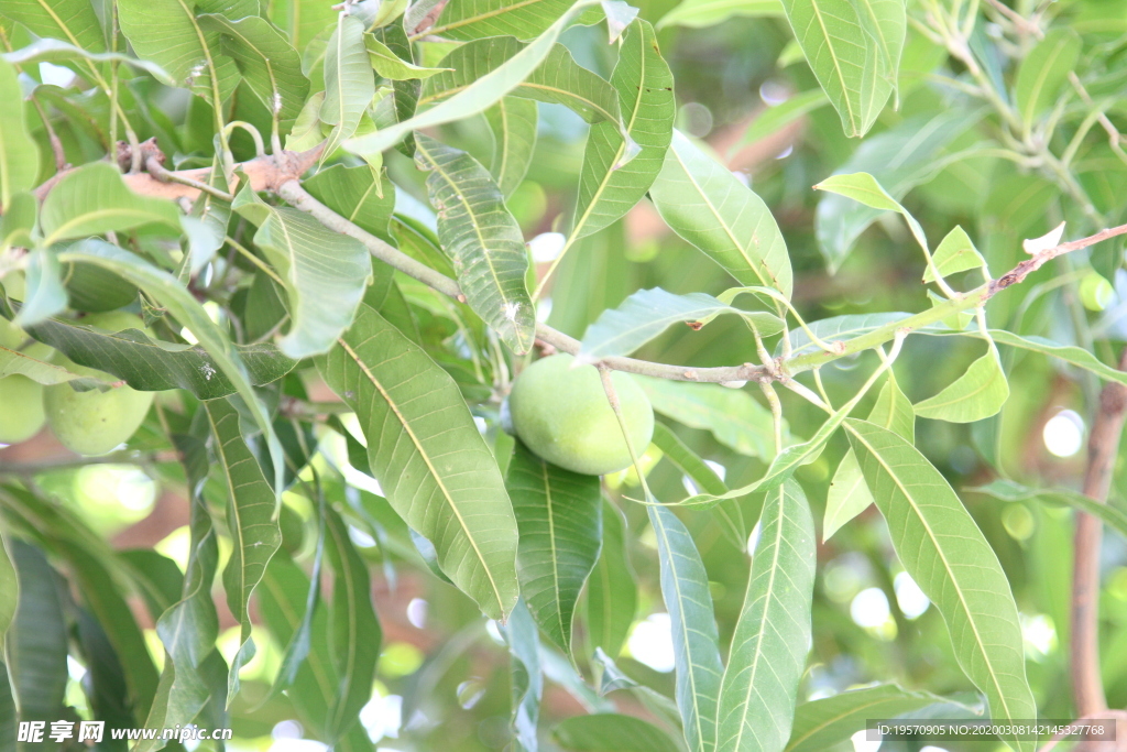 芒果树