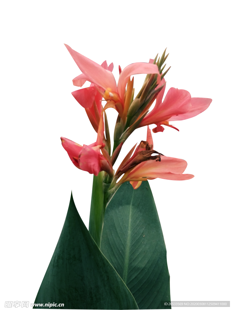 美人蕉 粉色 水彩花卉 美丽