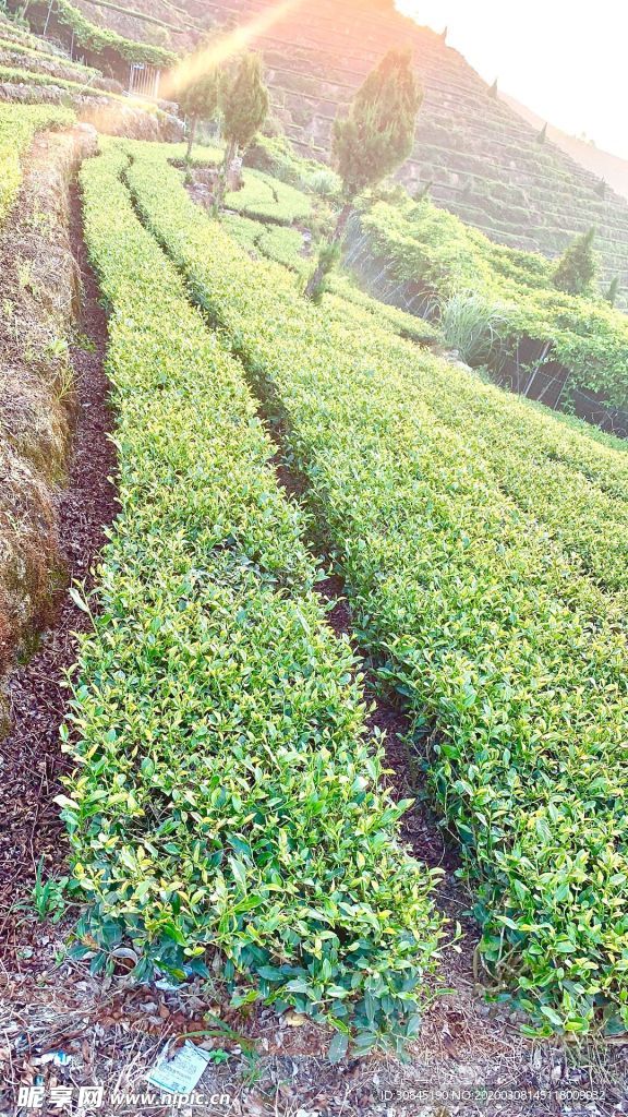 自然风景茶山