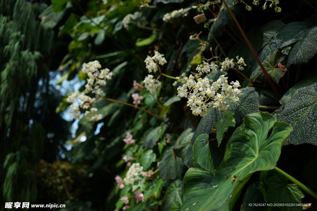 新加坡海滨湾温室植物园
