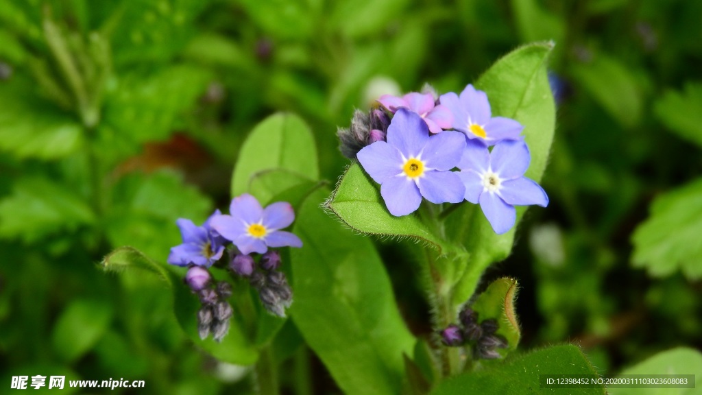 蓝色勿忘我鲜花摄影美图