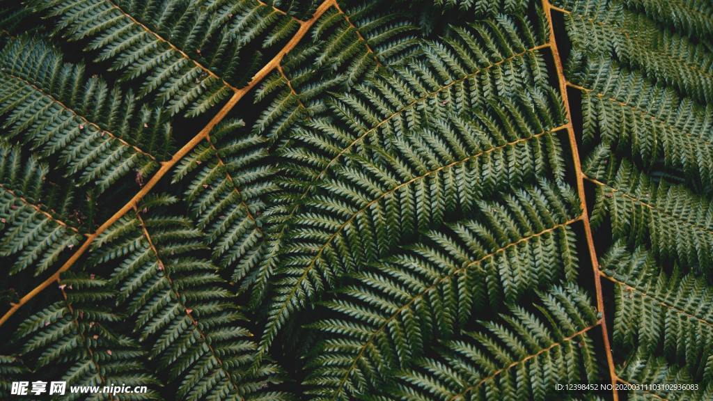 绿色清新的蕨类草叶