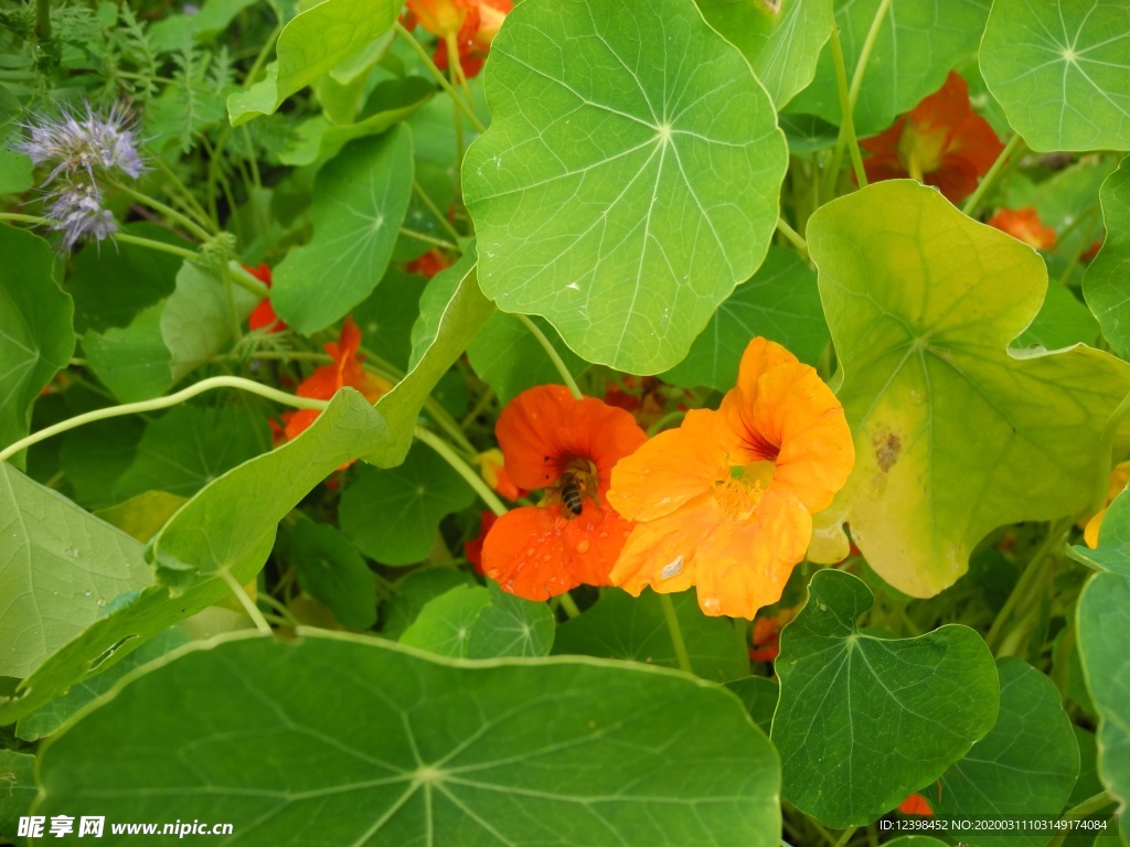 旱金莲花卉摄影美图