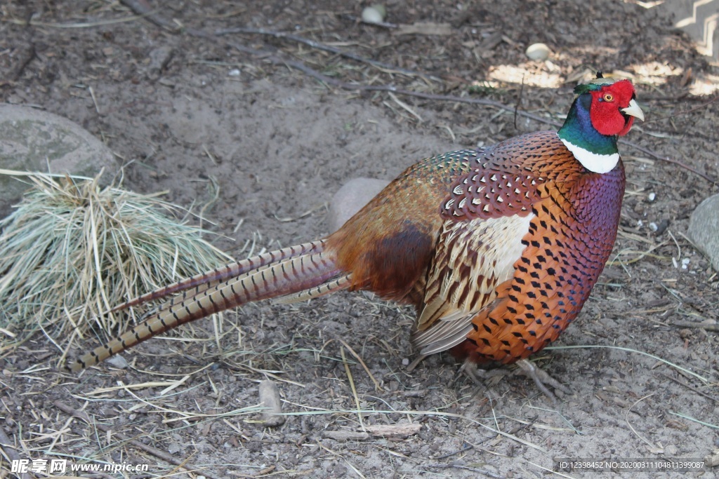 羽毛艳丽的雉鸡