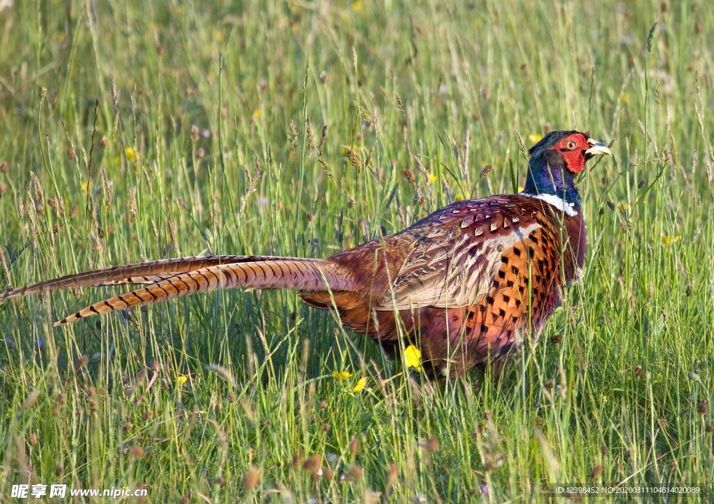 羽毛艳丽的雉鸡