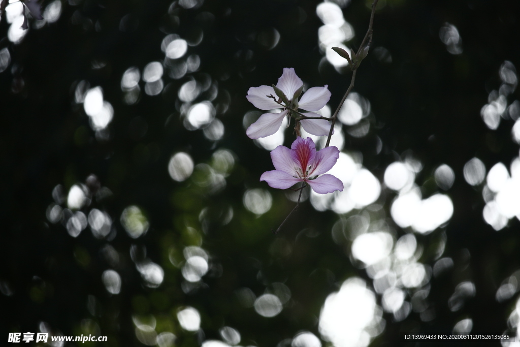 洋紫荆 粉色花 花朵 花卉