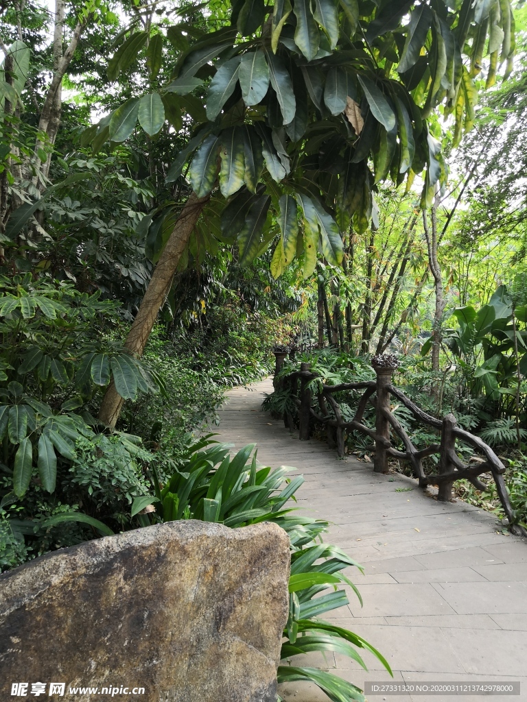 西双版纳热带雨林