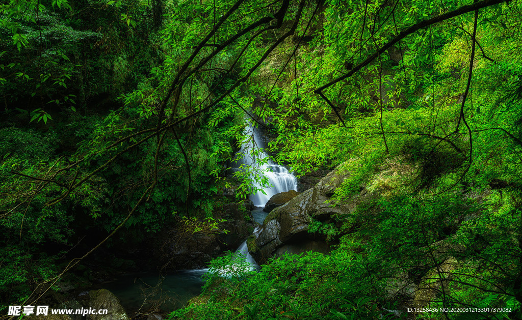 森林河流树木风景小溪