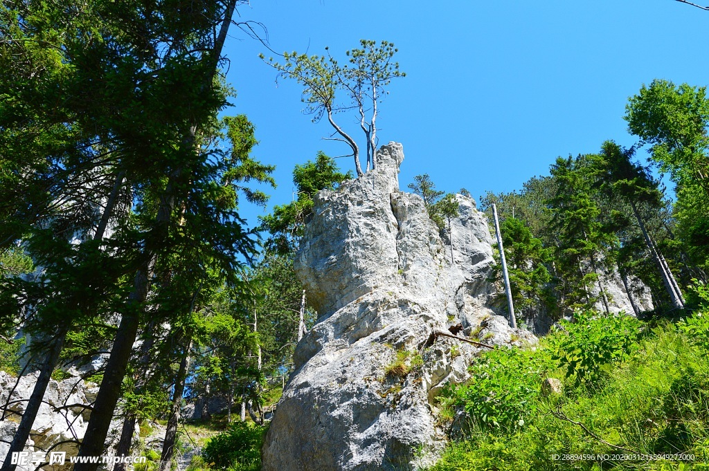 树 森林 针 木 针叶树